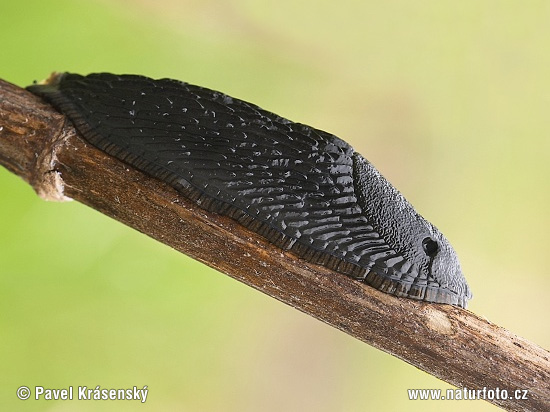 https://www.naturfoto.cz/fotografie/krasensky/plzak-lesni-0214.jpg