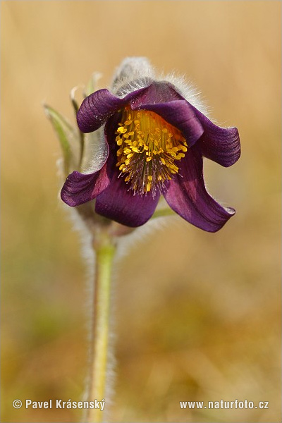 Poniklec lúčny český (Pulsatilla pratensis subsp. bohemica)