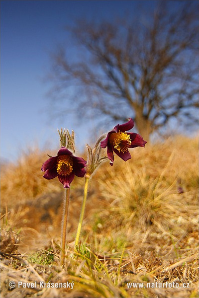 Poniklec lúčny český (Pulsatilla pratensis subsp. bohemica)