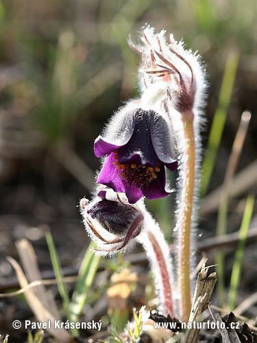 Poniklec lúčny český (Pulsatilla pratensis subsp. bohemica)