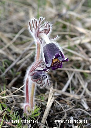 Poniklec lúčny český (Pulsatilla pratensis subsp. bohemica)