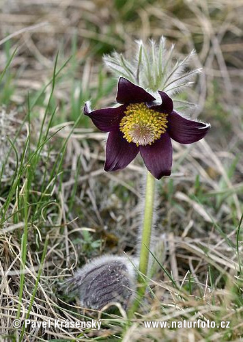 Poniklec lúčny český (Pulsatilla pratensis subsp. bohemica)