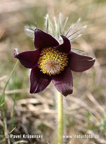 Poniklec lúčny český (Pulsatilla pratensis subsp. bohemica)