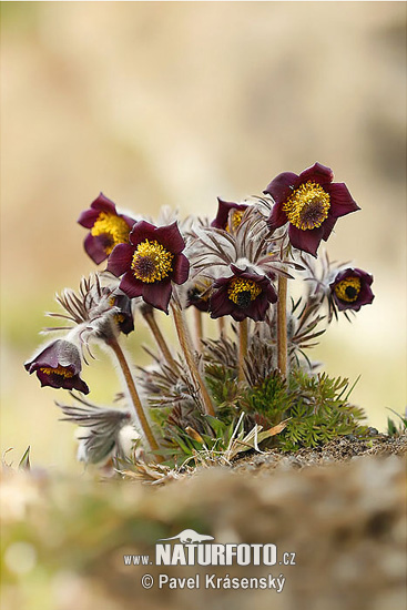 Poniklec lúčny český (Pulsatilla pratensis subsp. bohemica)