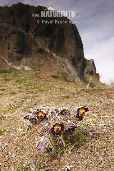 Poniklec lúčny český (Pulsatilla pratensis subsp. bohemica)