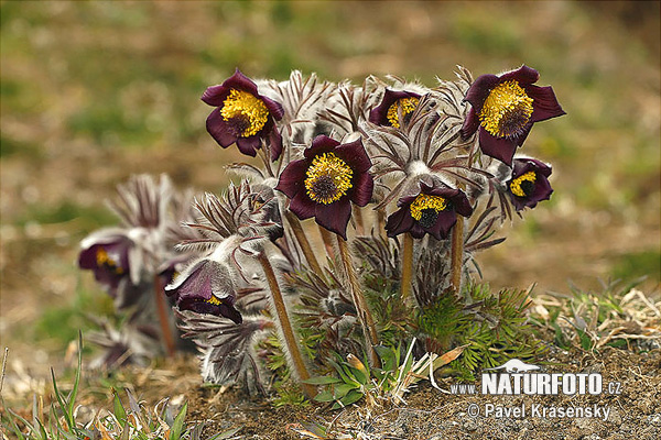 Poniklec lúčny český (Pulsatilla pratensis subsp. bohemica)