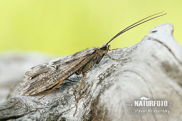 Potočník (Trichoptera)