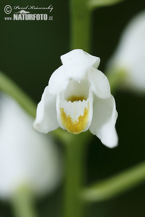 Prilbovka biela (Cephalanthera longifolia)