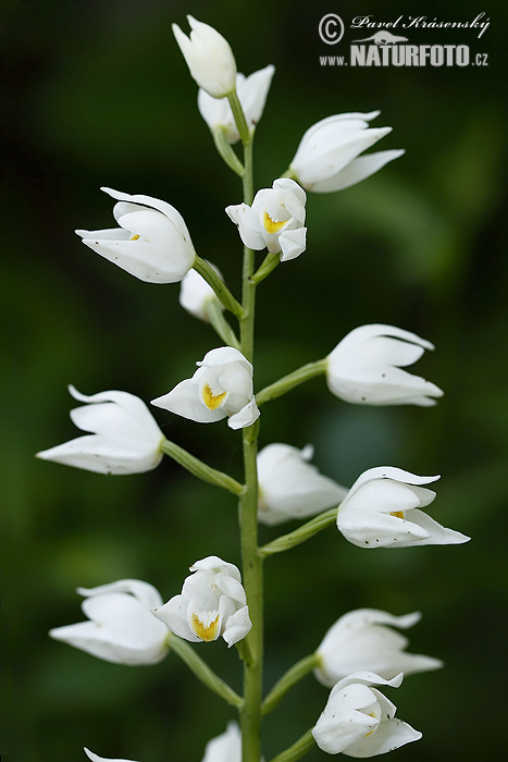 Prilbovka biela (Cephalanthera longifolia)