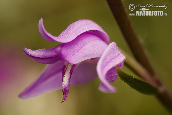 Prilbovka červená (Cephalanthera rubra)