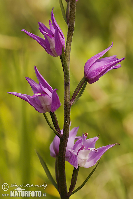 Prilbovka červená (Cephalanthera rubra)