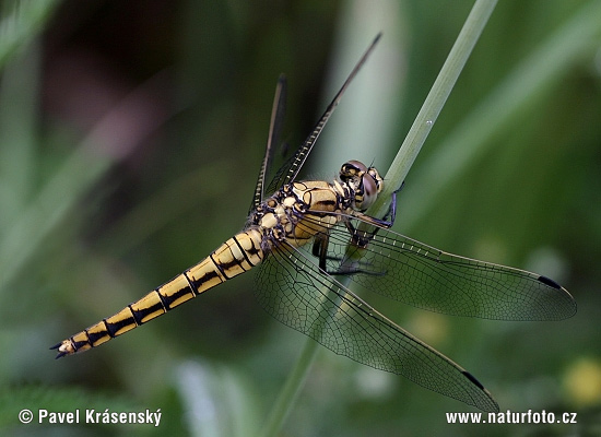 Prodni modrač (Orthetrum cancellatum)