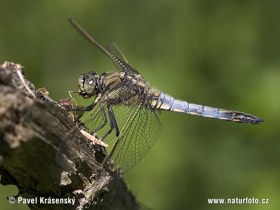 Prodni modrač (Orthetrum cancellatum)