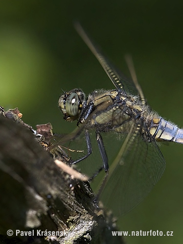 Prodni modrač (Orthetrum cancellatum)