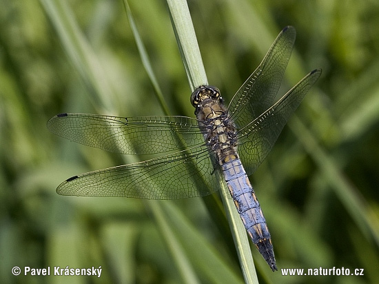 Prodni modrač (Orthetrum cancellatum)