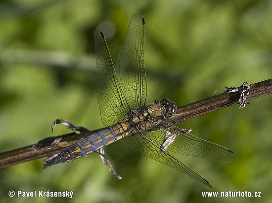 Prodni modrač (Orthetrum cancellatum)