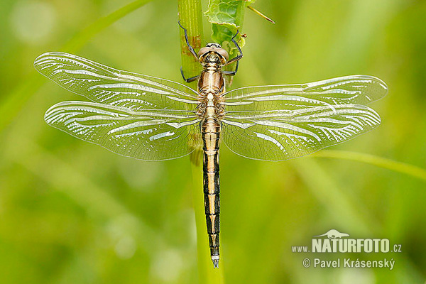 Prodni modrač (Orthetrum cancellatum)