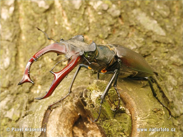 Roháč veľký (Lucanus cervus)