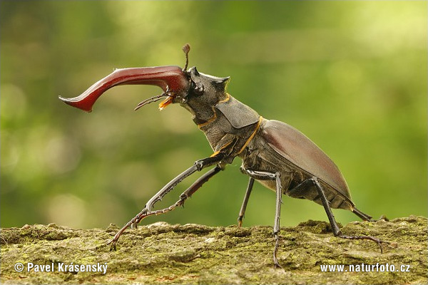 Roháč veľký (Lucanus cervus)