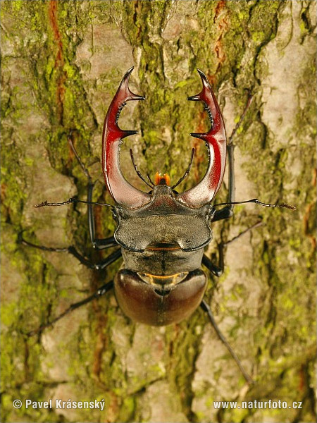 Roháč veľký (Lucanus cervus)