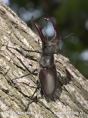 Roháč veľký (Lucanus cervus)