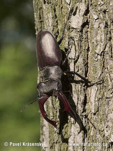 Roháč veľký (Lucanus cervus)