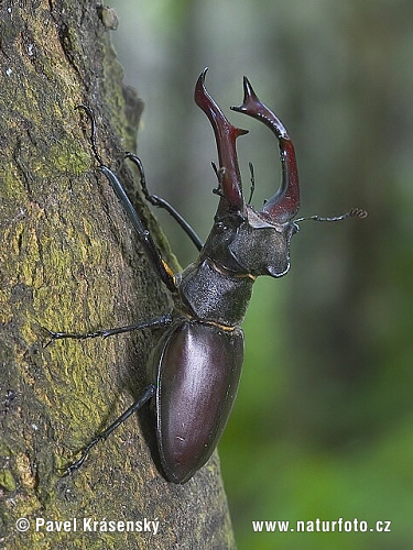 Roháč veľký (Lucanus cervus)