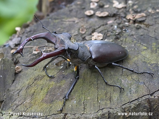 Roháč veľký (Lucanus cervus)