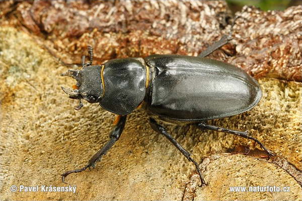 Roháč veľký (Lucanus cervus)