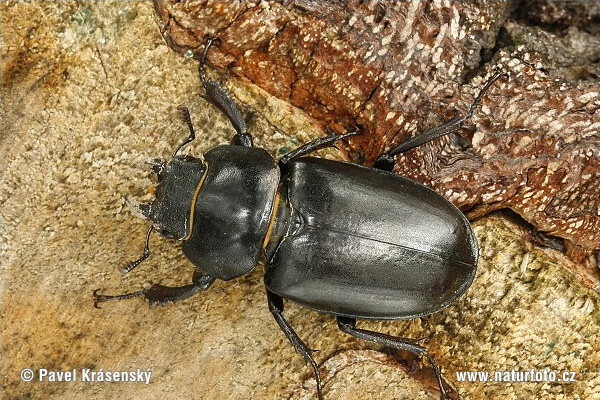 Roháč veľký (Lucanus cervus)