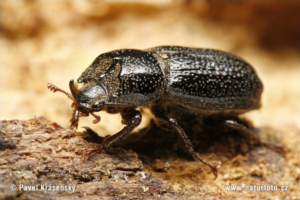 Roháčik bukový (Sinodendron cylindricum)