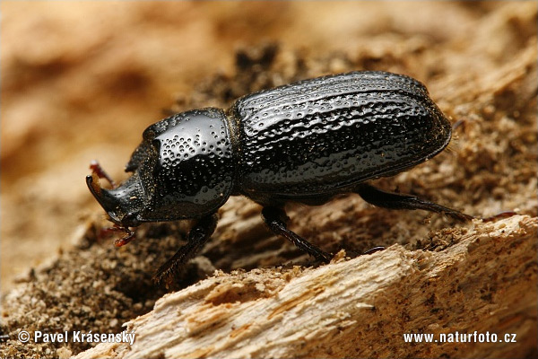 Roháčik bukový (Sinodendron cylindricum)