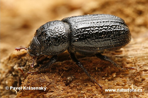 Roháčik bukový (Sinodendron cylindricum)