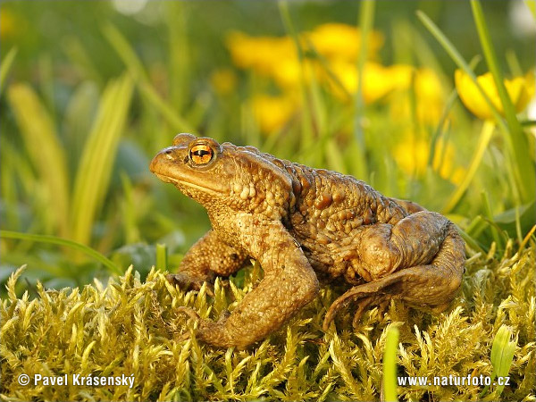 Ropucha bradavičnatá (Bufo bufo)