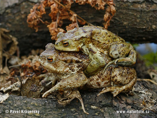 Ropucha bradavičnatá (Bufo bufo)