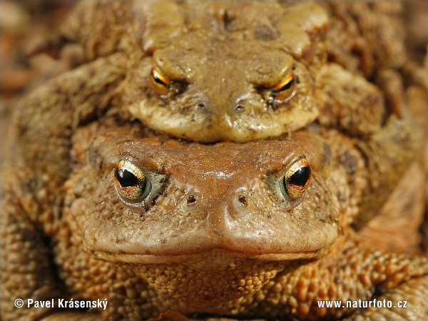 Ropucha bradavičnatá (Bufo bufo)