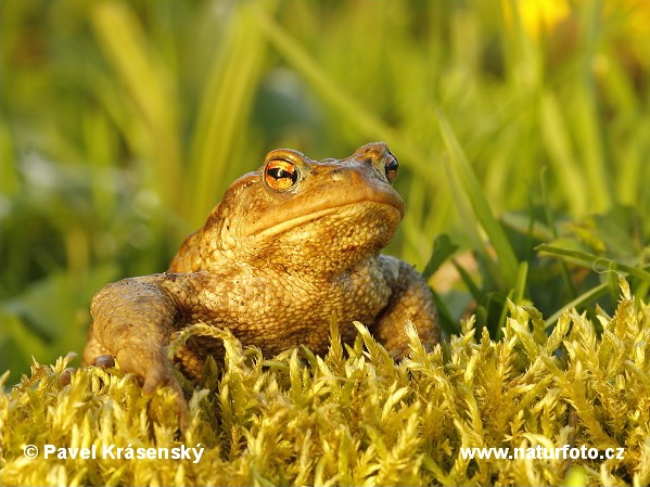 Ropucha bradavičnatá (Bufo bufo)