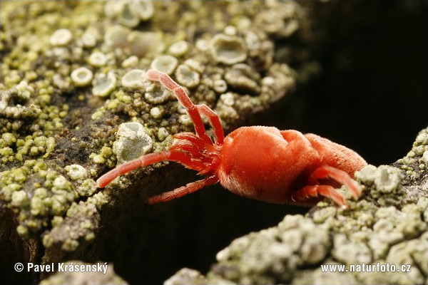 Roztočník červený (Trombidium holosericeum)