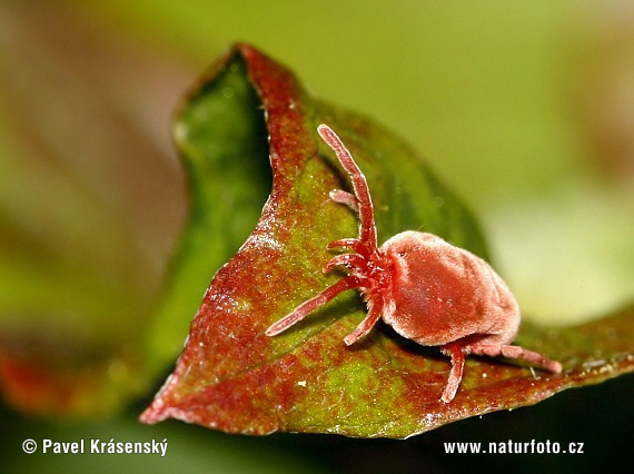 Roztočník červený (Trombidium holosericeum)