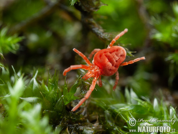 Roztočník červený (Trombidium holosericeum)