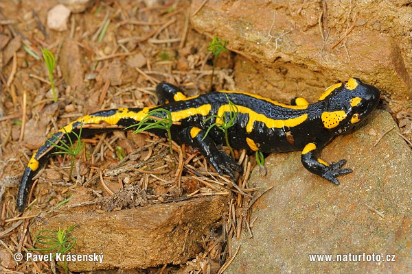 Salamandra škvrnitá (Salamandra salamandra)