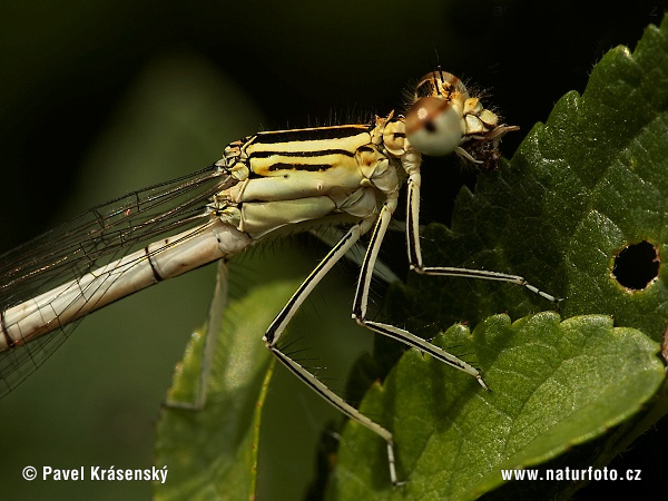 Šidielko ploskonohé (Platycnemis pennipes)