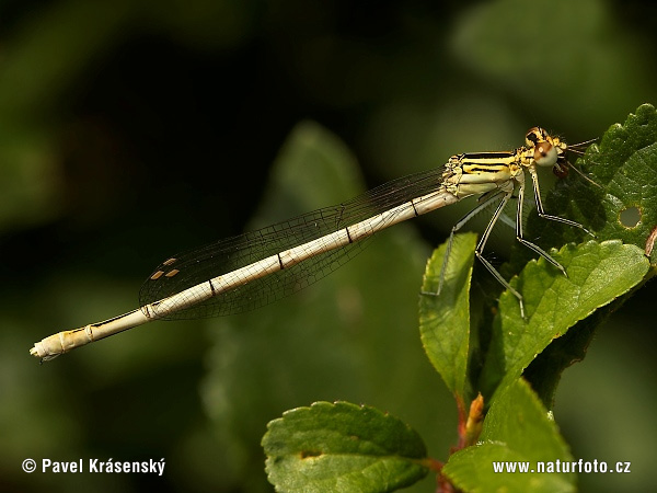 Šidielko ploskonohé (Platycnemis pennipes)