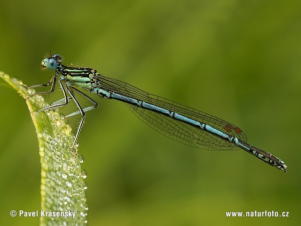 Šidielko ploskonohé (Platycnemis pennipes)