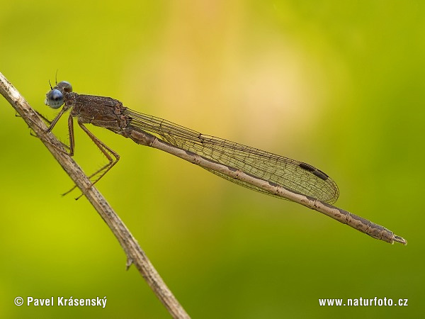 Šidlovka (Sympecma paedisca)