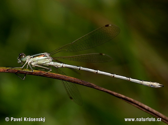 Šidlovka brvnatá (Lestes barbarus)