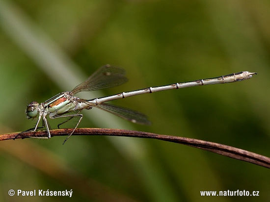 Šidlovka brvnatá (Lestes barbarus)