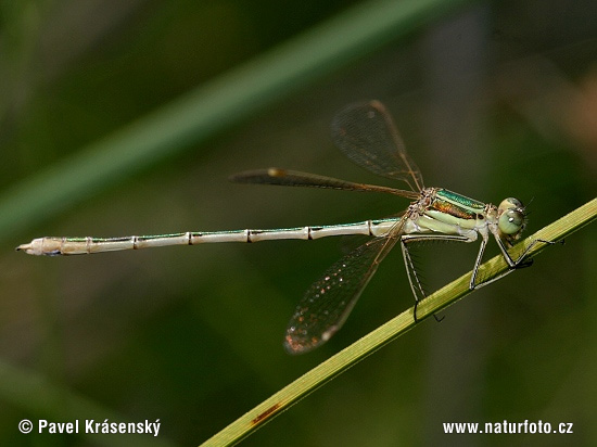 Šidlovka brvnatá (Lestes barbarus)