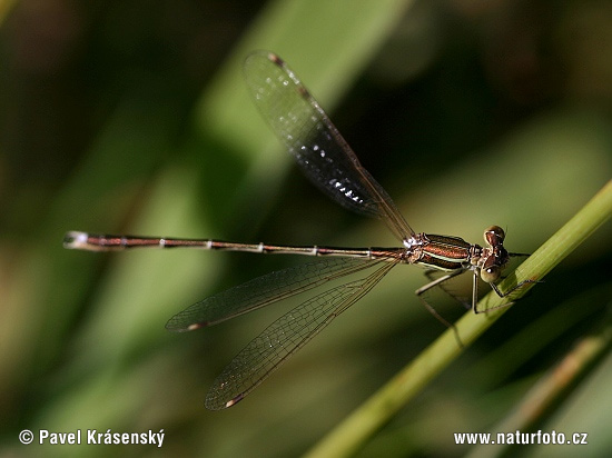 Šidlovka brvnatá (Lestes barbarus)