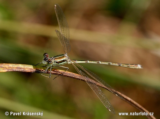 Šidlovka brvnatá (Lestes barbarus)